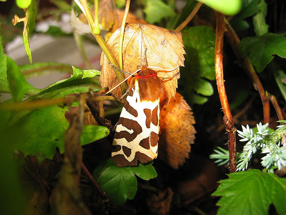 Veteranid jagavad oma lugusid: kuidas elada kaotuste ja kohanemisega